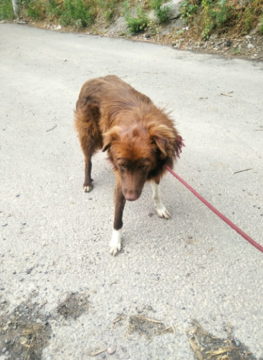 Вилли -шоколадка