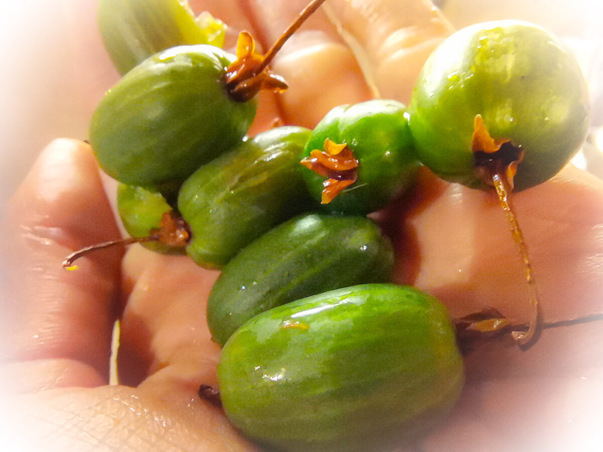 По виду плоды актинидии напоминают крыжовник, но только по виду