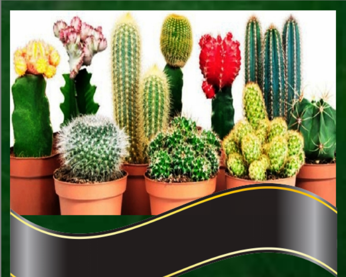 И пусть в День Учителя на колючих кактусах распустятся прекрасные розы