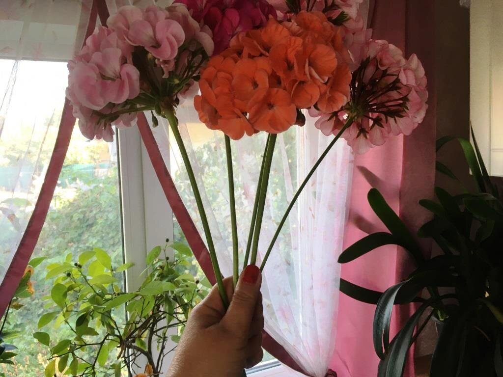 Букет герани выглядит так.