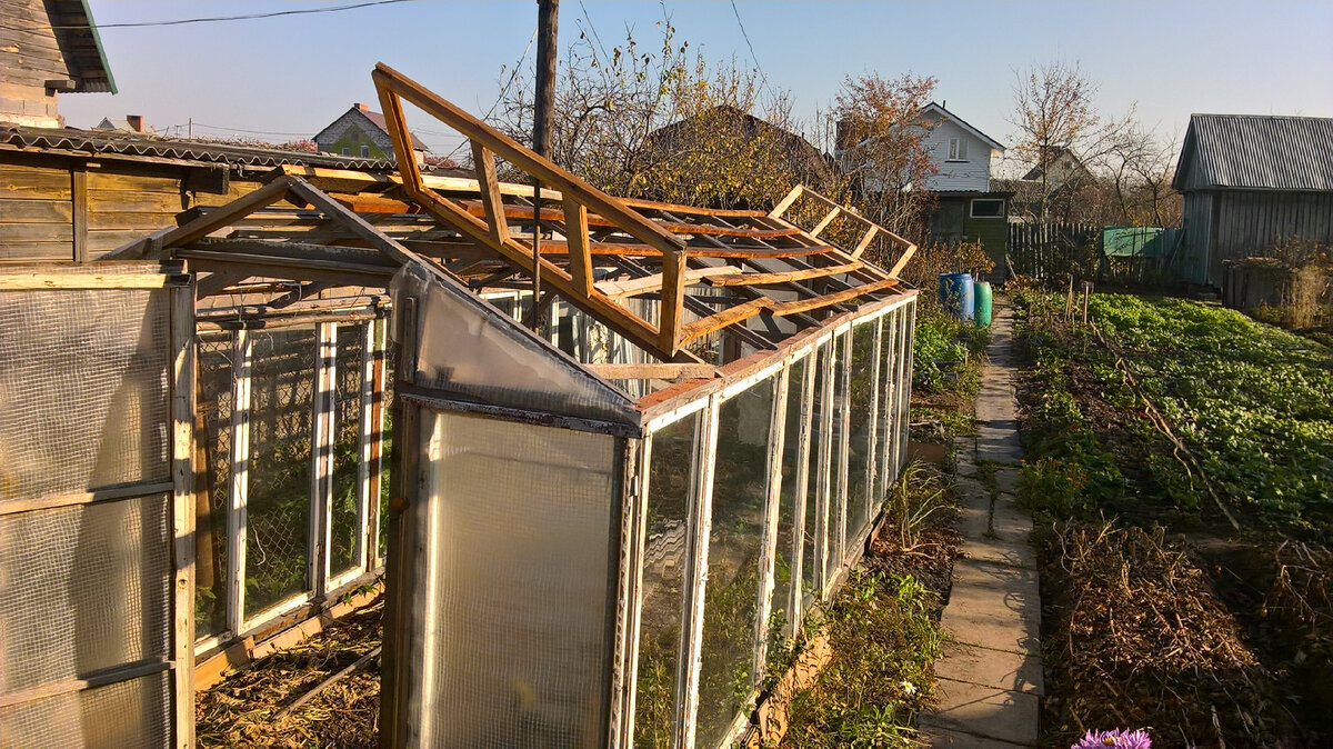 На фото изображена самодельная теплица из рам, подготовленная к зиме, т.е. со снятым верхом и для наглядности с открытыми фрамугами.