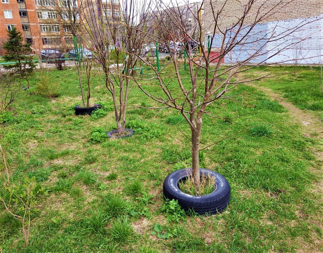  Саженцы в автомобильных покрышках – некрасиво, зато никто не выкопает.