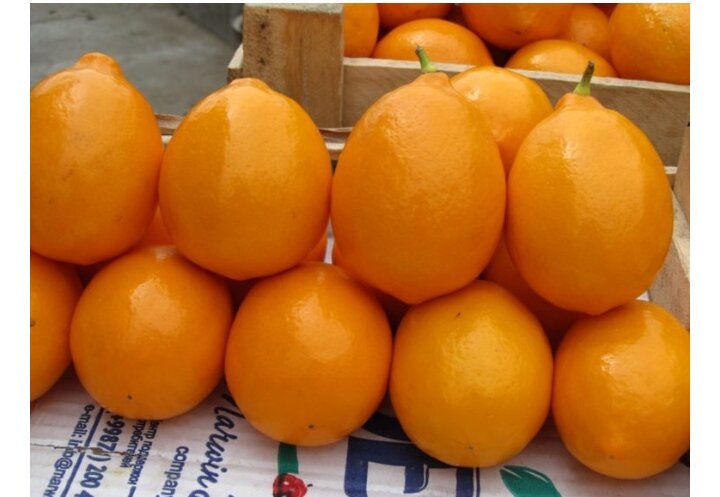 Узбекские лимоны фото из сети.