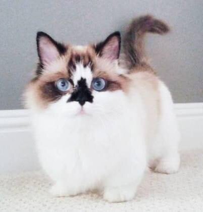 Сильно похож на рэгдолла? Мне кажется- вообще ничего общего. 