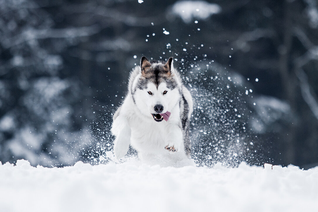 Фото: hiconsumption.com