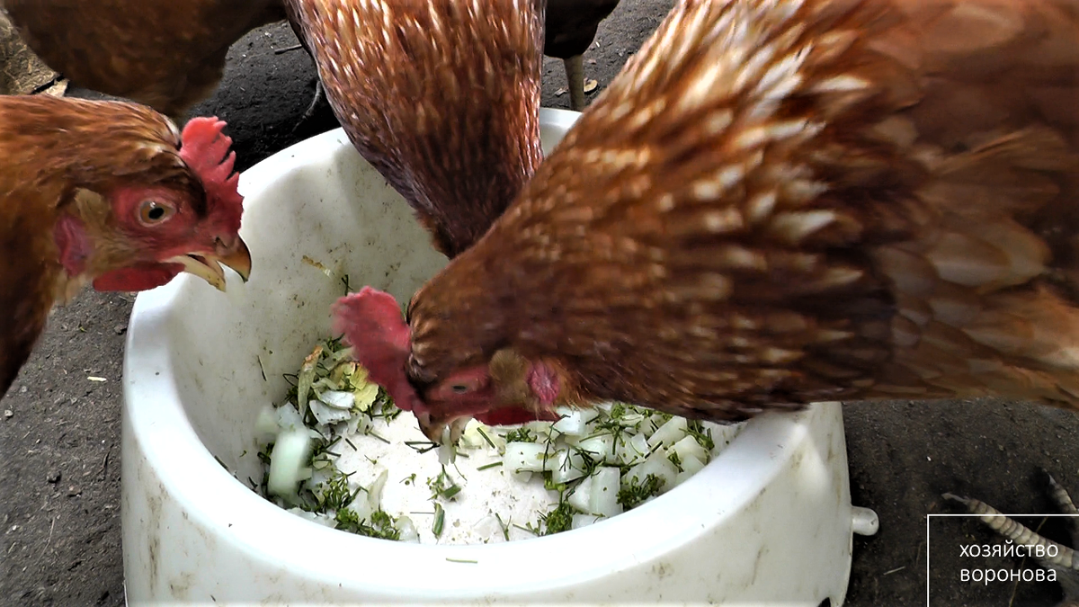 профилактика кур несушек