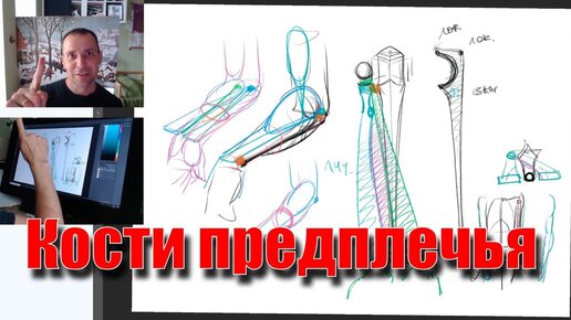 Анатомия костей предплечья - А. Рыжкин