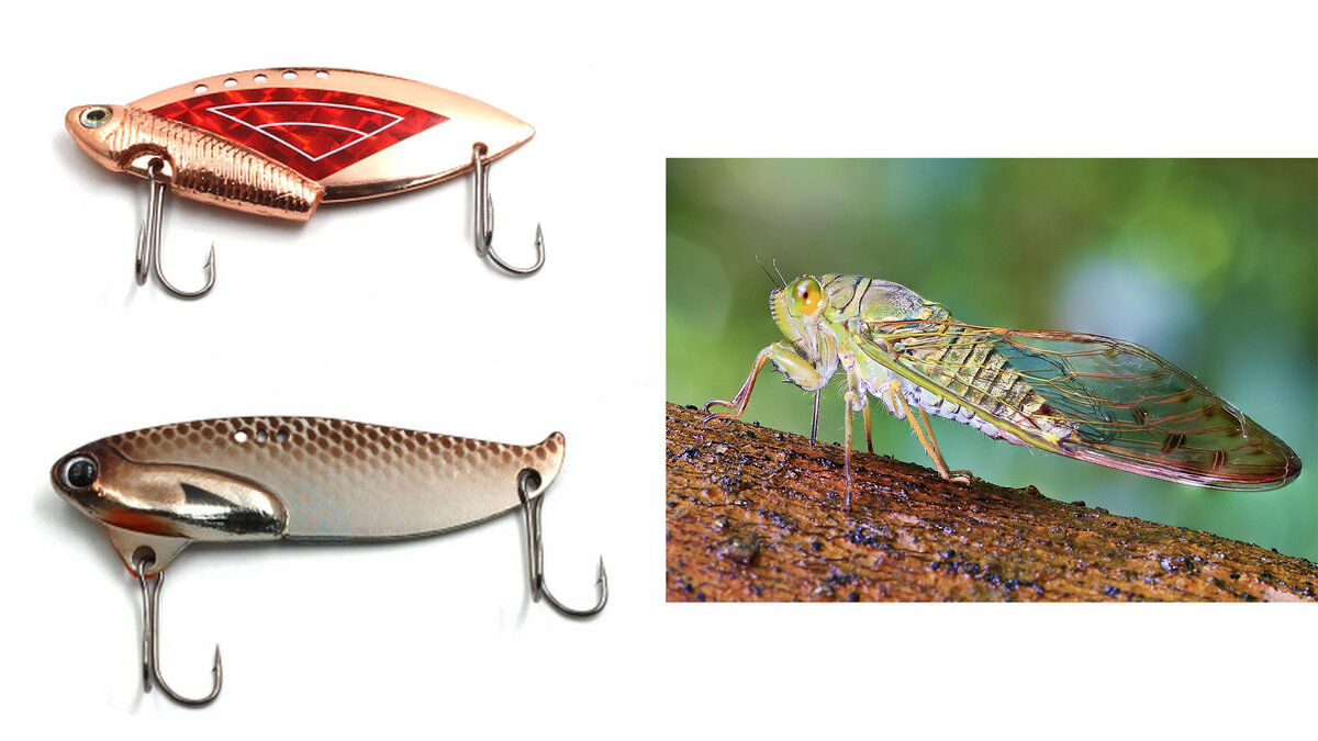 Приманки "цикады" и насекомое цикада 