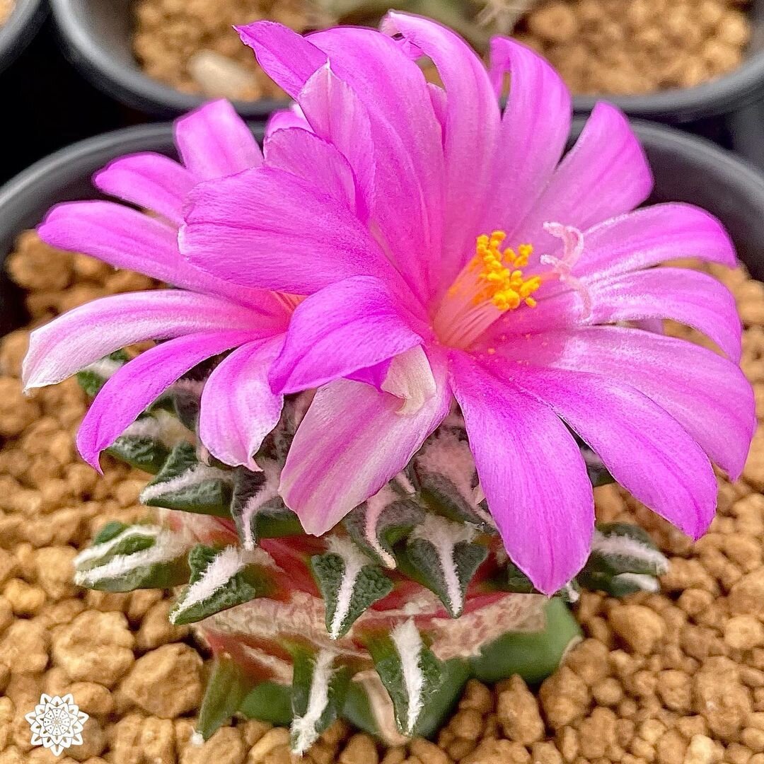 @kaktus.labs.australia