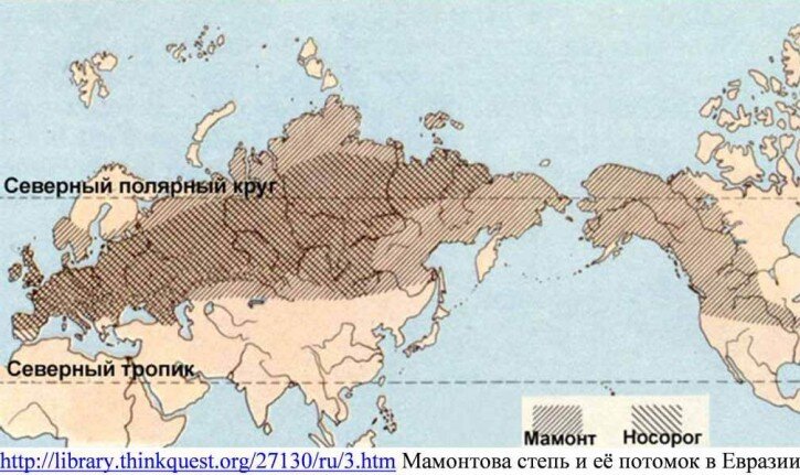 Максимальный аркал двух наиболее крупных представителей тундростепи