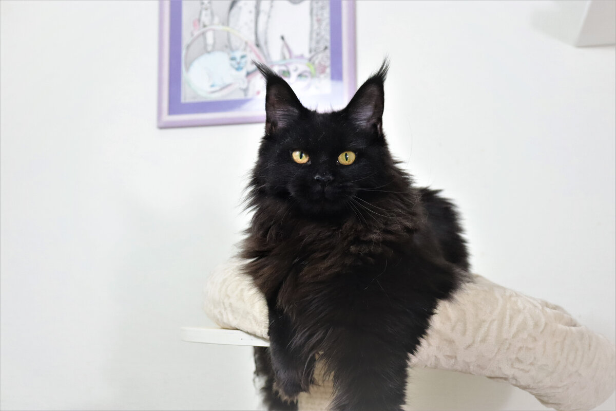 Фото из личного архива. Кошка моего питомника