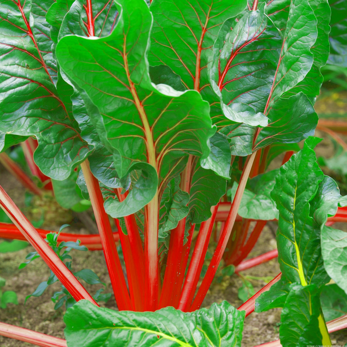 Выращивание сладкой Свеклы