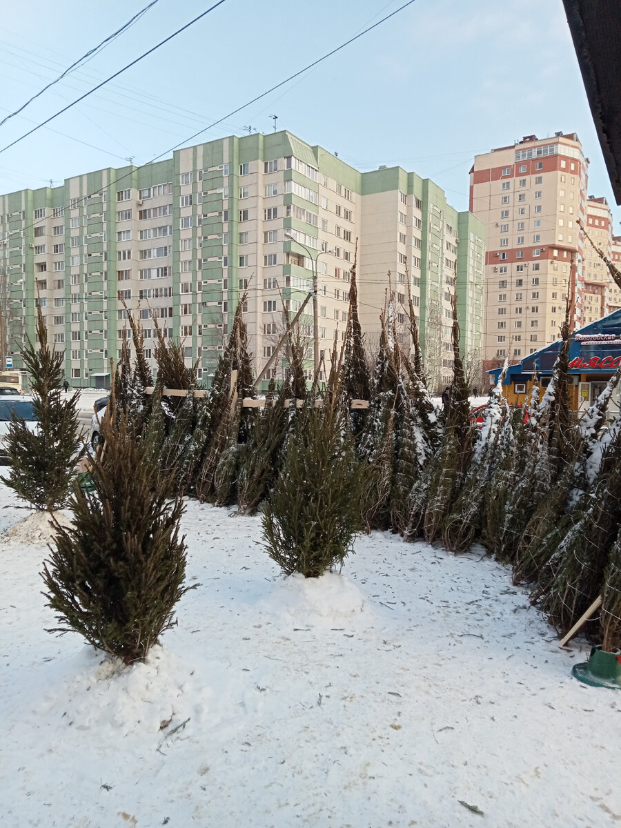 Ассортимент деревьев