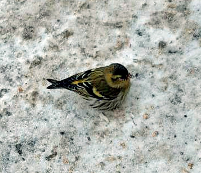 Фото Олега Корсуна