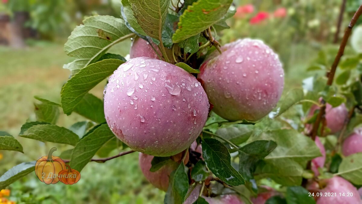 Флорина после дождя.   (Листайте ➡ )