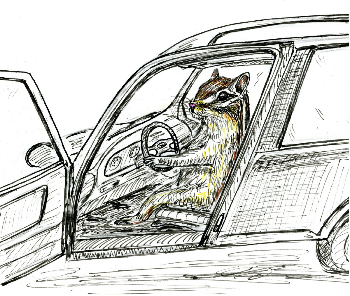 Бурундук за рулем