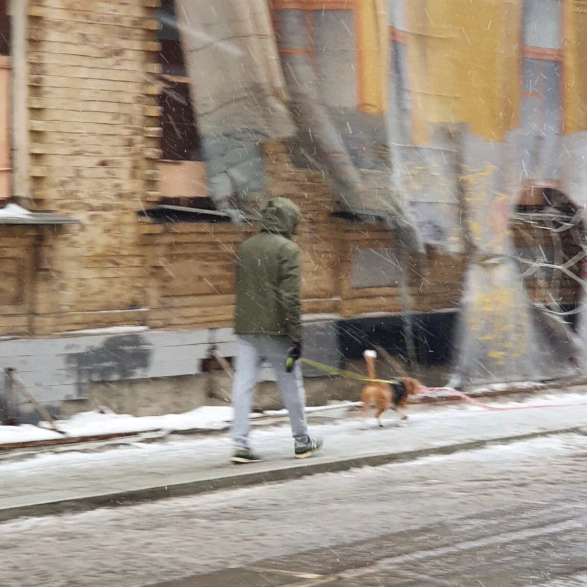 Когда-нибудь и у меня будет бигль! Эх...