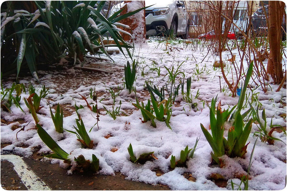 Наш "зеленый" двор