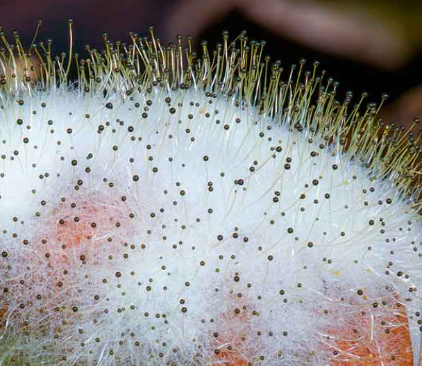 Плесень под микроскопом