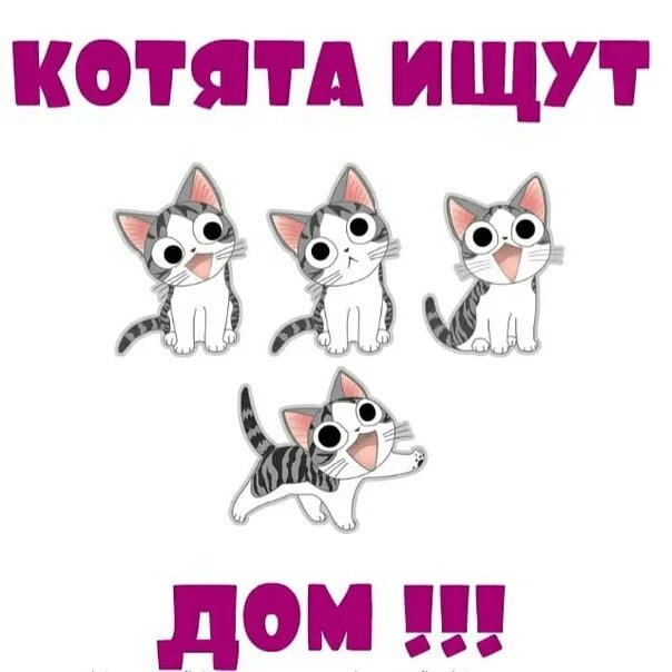 Котята ищут дом картинки