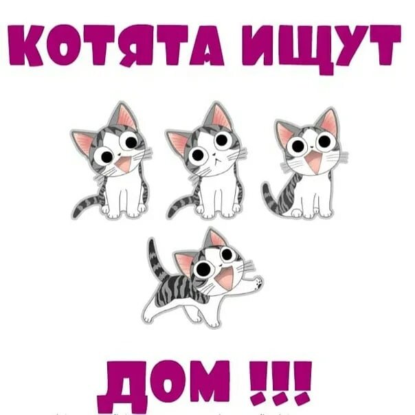 Отдам котят картинка