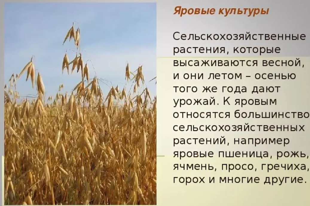 Особенности сельскохозяйственных растений. Яровые культуры это. Ранние яровые зерновые культуры. Что такое яровые культуры? ?-Что такое озимые культуры?. Ранние яровые хлеба.