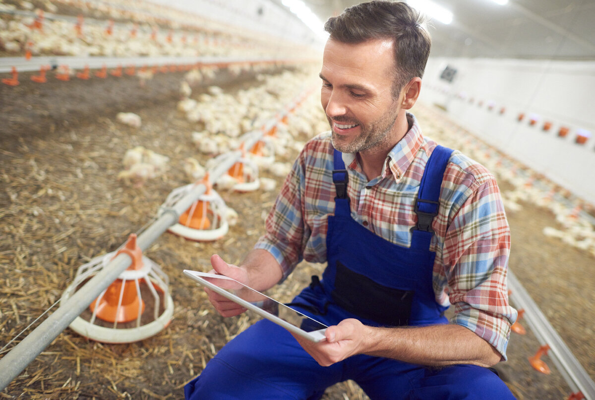 Фермер Сток. Modern Farmer. Collective Farms which work?.