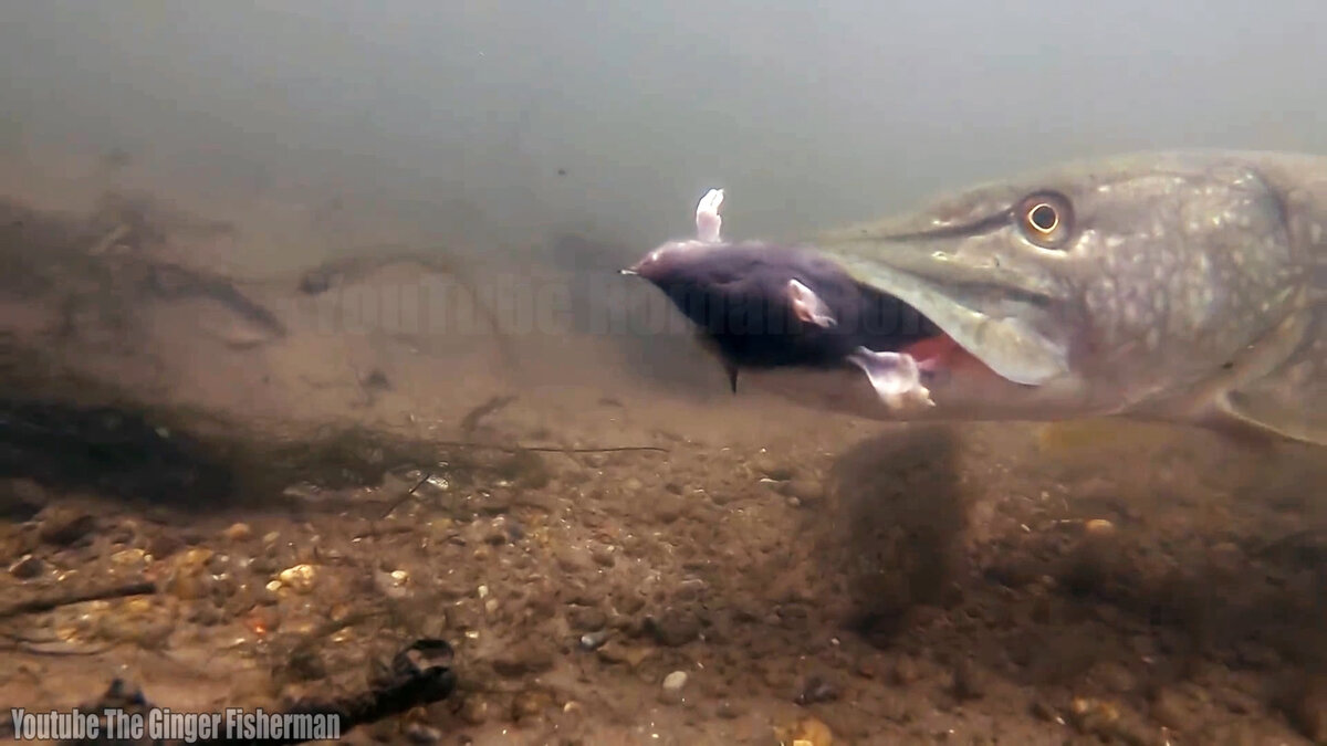 Щука есть Крысу