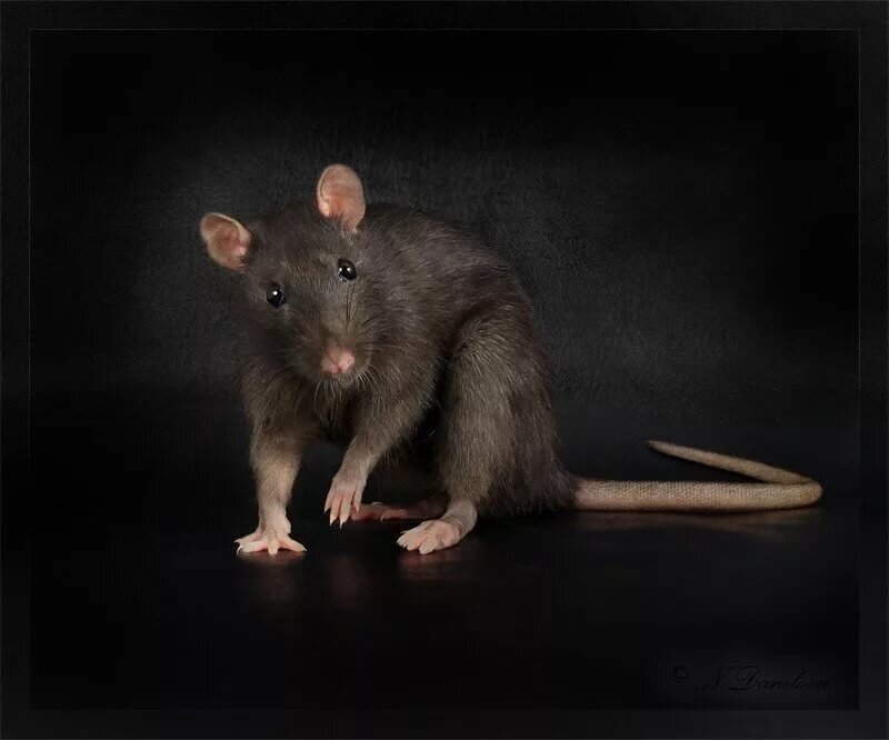 Милый крысеныш.