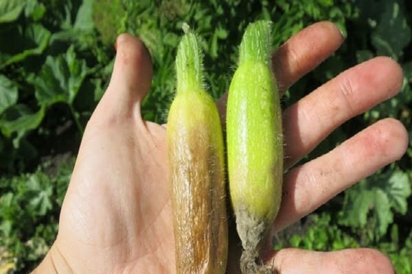 Недостаток полива