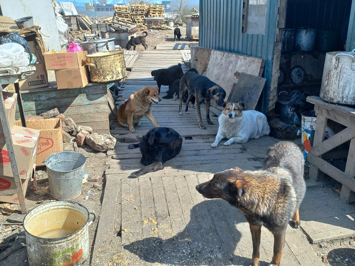 Ждут покушать