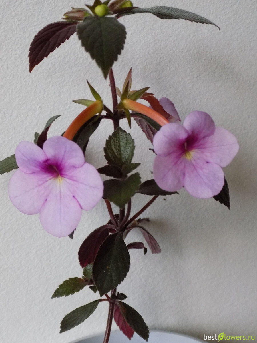 Первый год цветения ахименеса Panted Lady