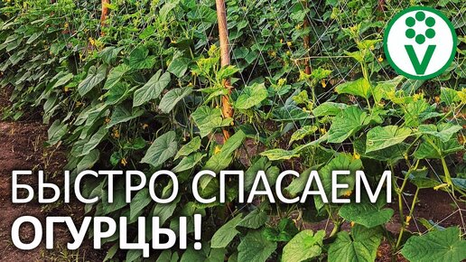 4 рецепта, которые спасут огурцы от пожелтения! Как победить пероноспороз огурца без химии