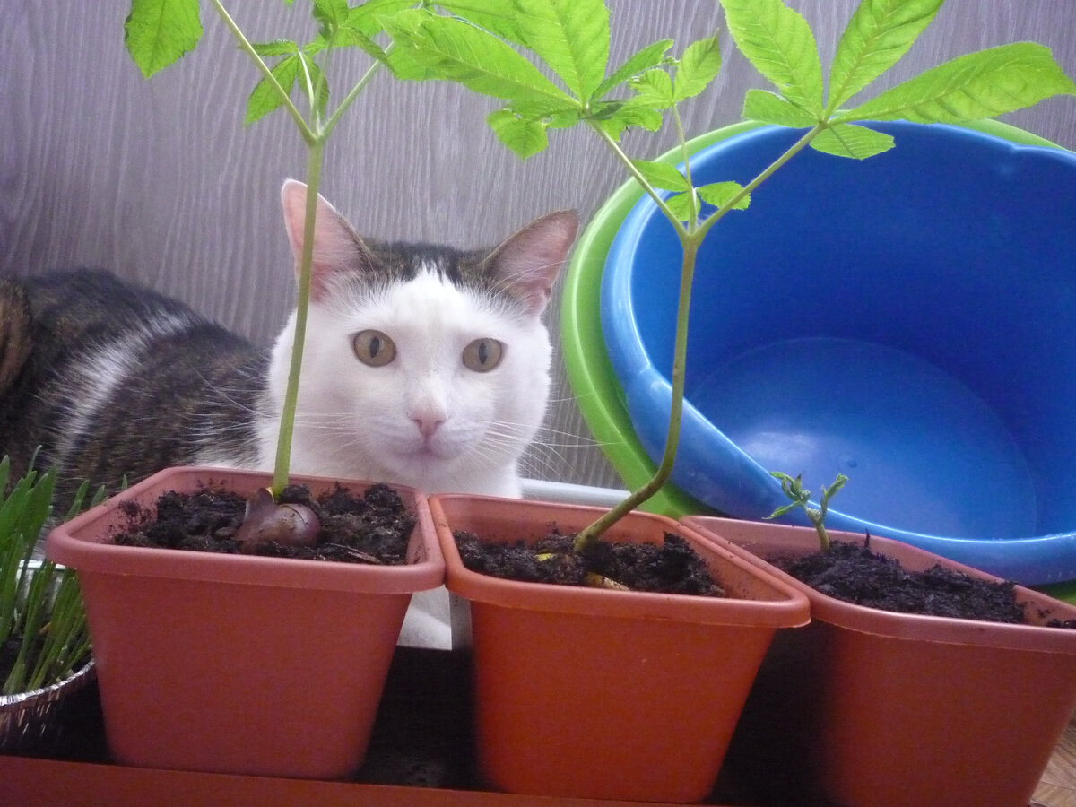 Кот и каштаны