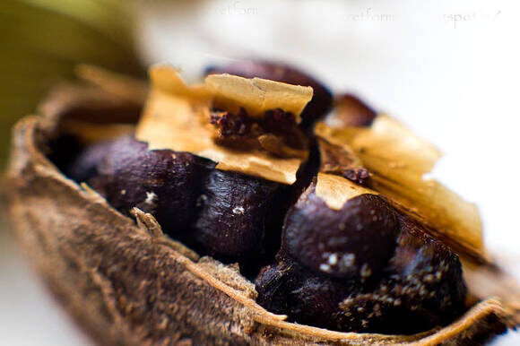 Черный кардамон