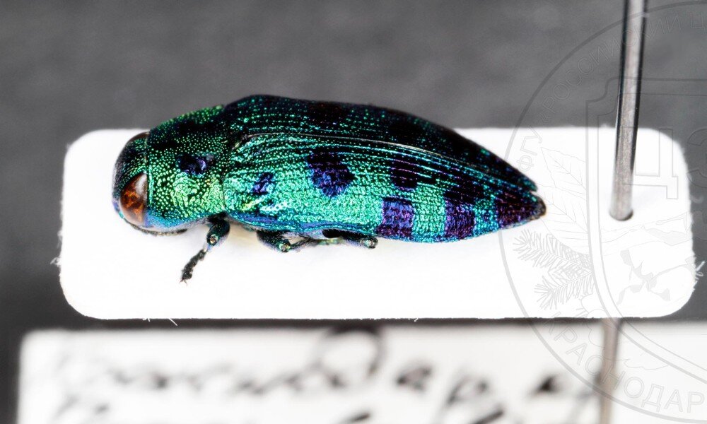 Кипарисовая радужная златка Lamprodila (Palmar) festiva. Фото: Центра защиты леса