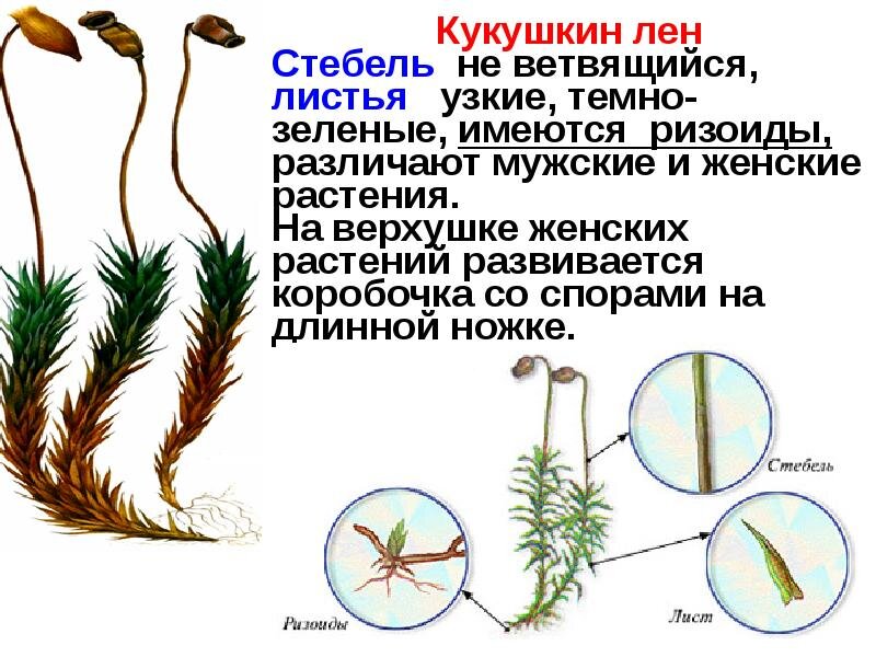 Рассмотрите изображения растений спирогира ель обыкновенная кукушкин лен