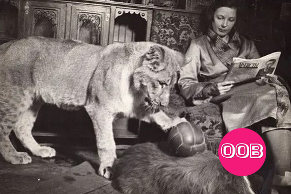 Из архива Веры Чаплиной.