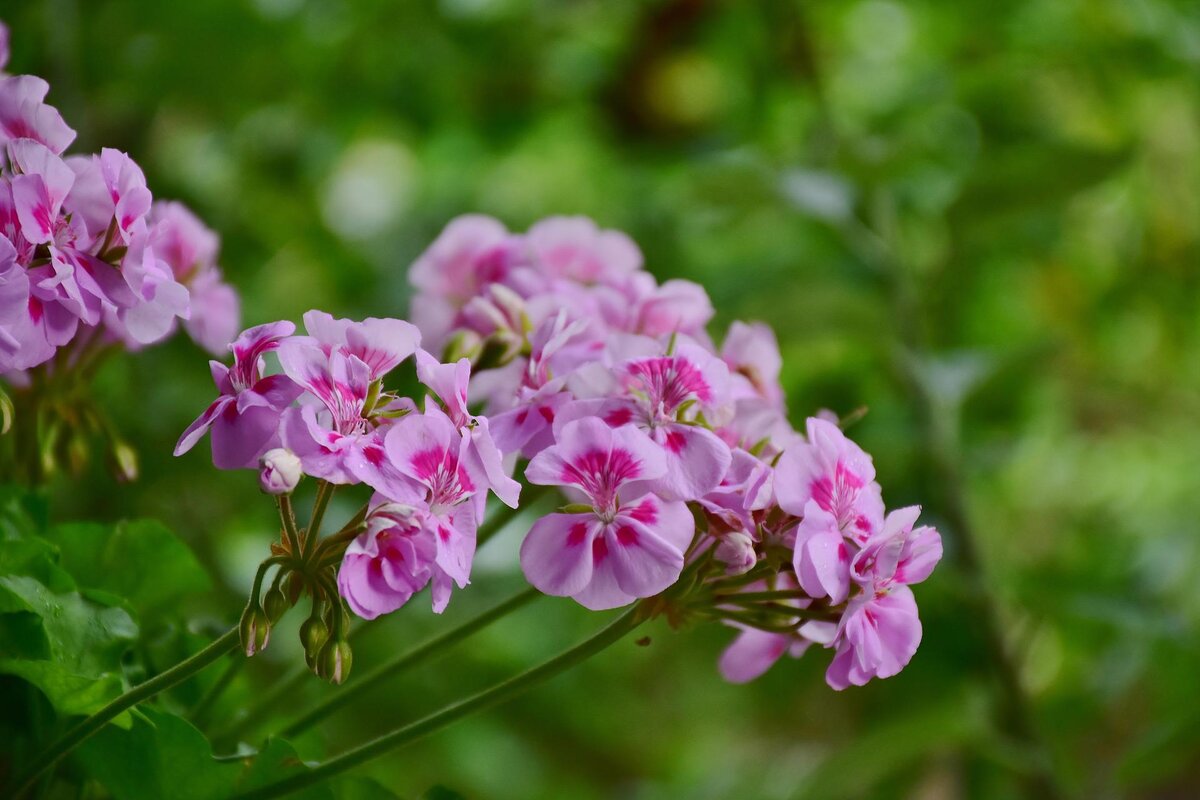 Пеларгония flower. Розоцветные пеларгонии. Пеларгония гибридная. Герань Садовая соцветие. Герань метельчатая.