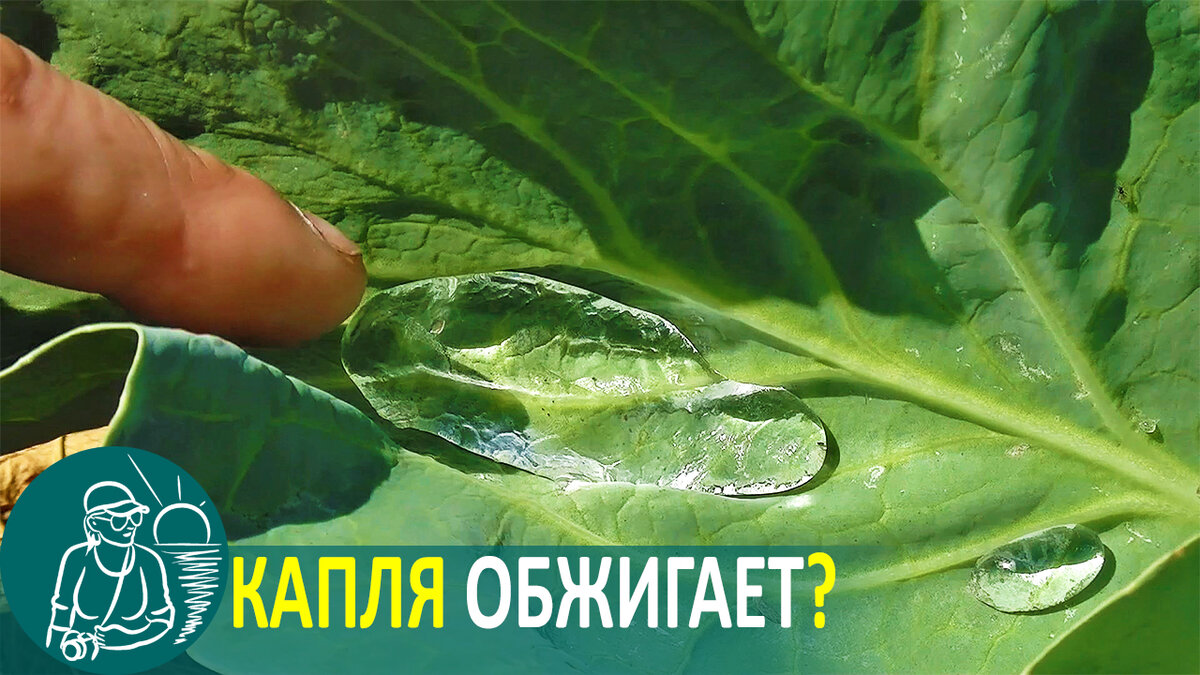 Капли воды на капустных листьях после полива в жаркий день