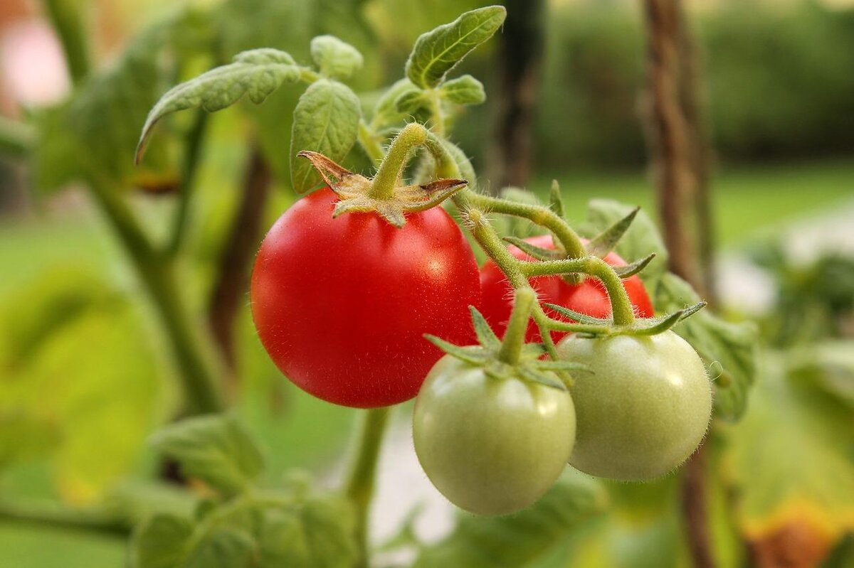 Томаты под. Томат (Solanum lycopersicum), или помидор. Куст томата. Родина томата черри. Цветок помидора черри.