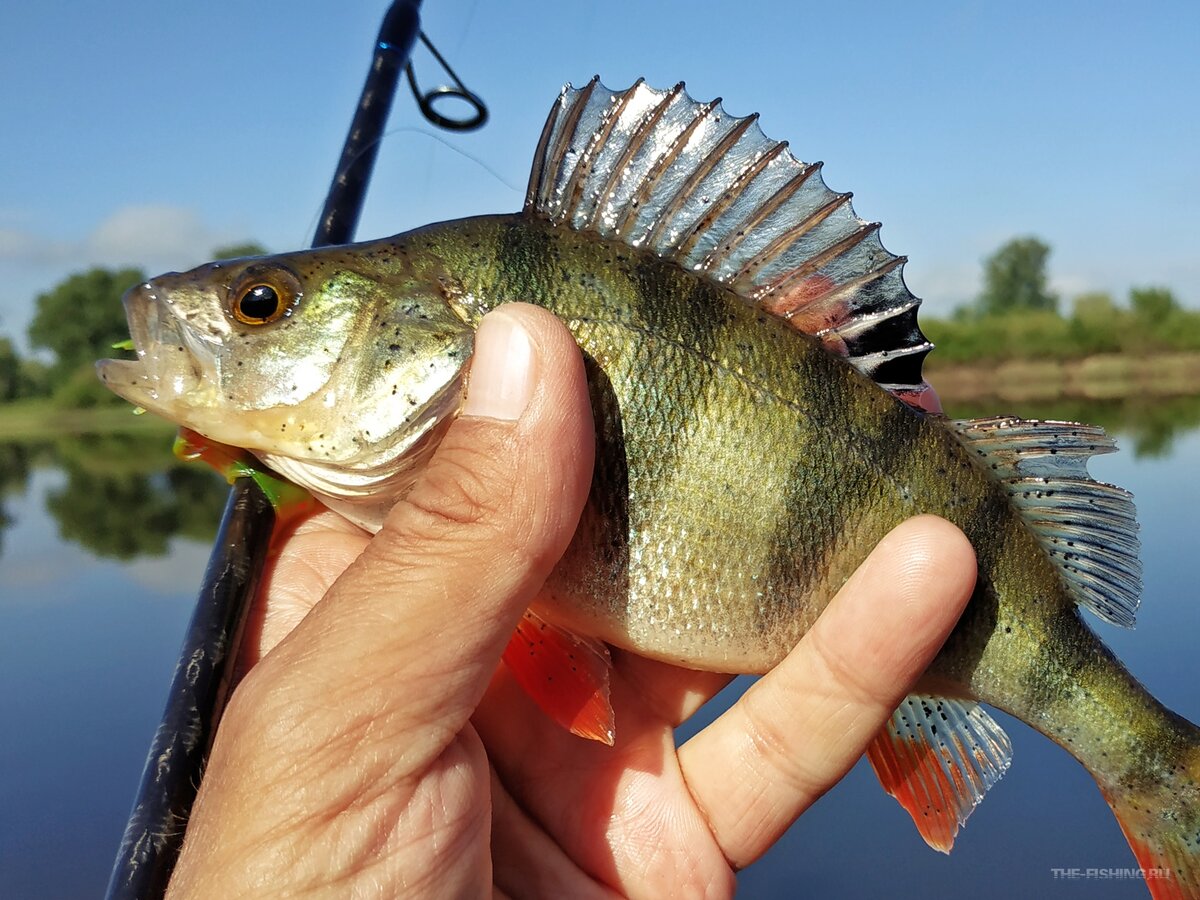 Окунь на спиннинг