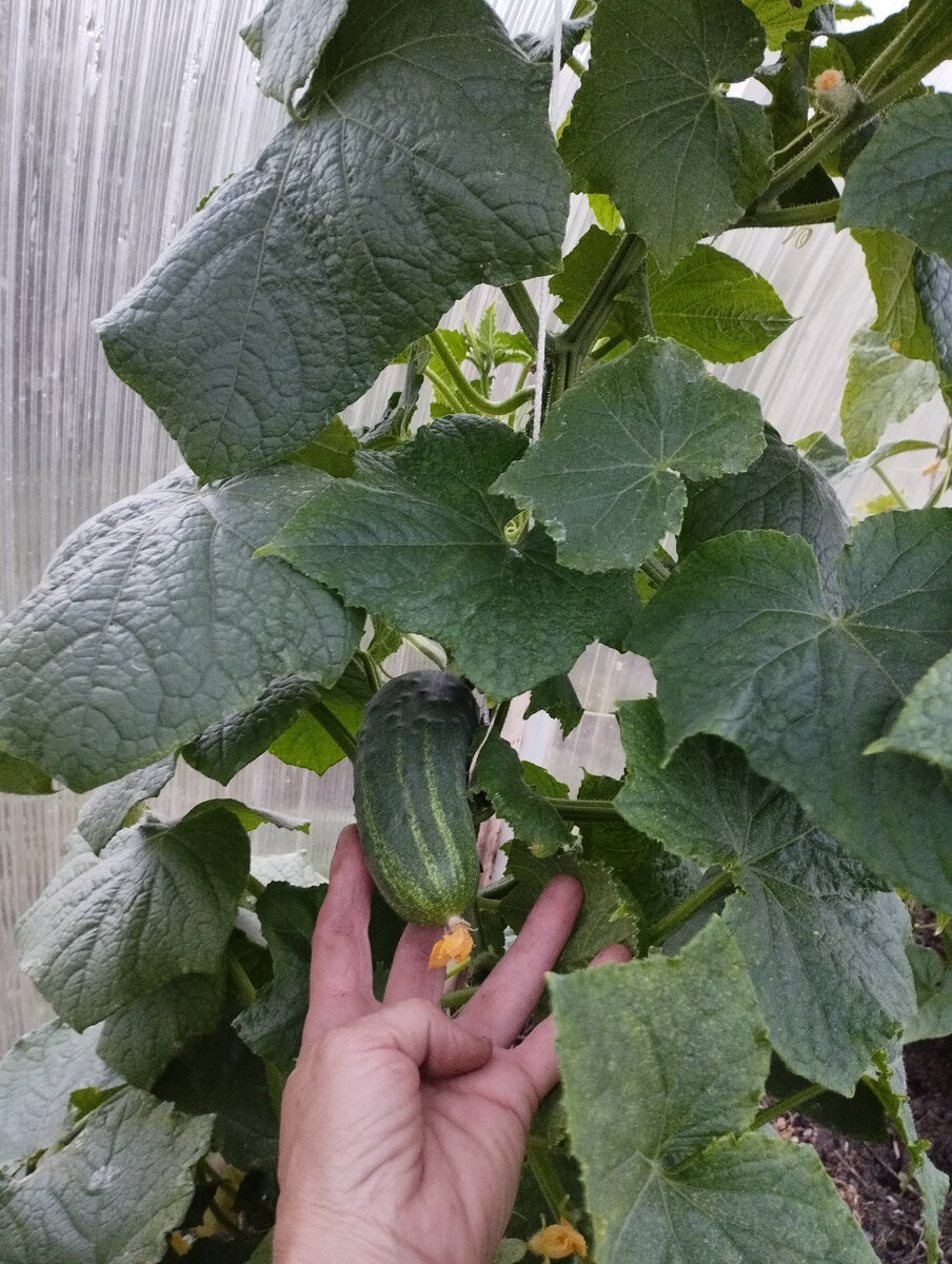 Сорт огурца Кураж