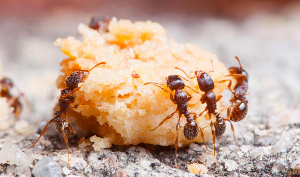 Зачем муравьи разводят тлю и как с ними бороться. Семь самых эффективных способов4