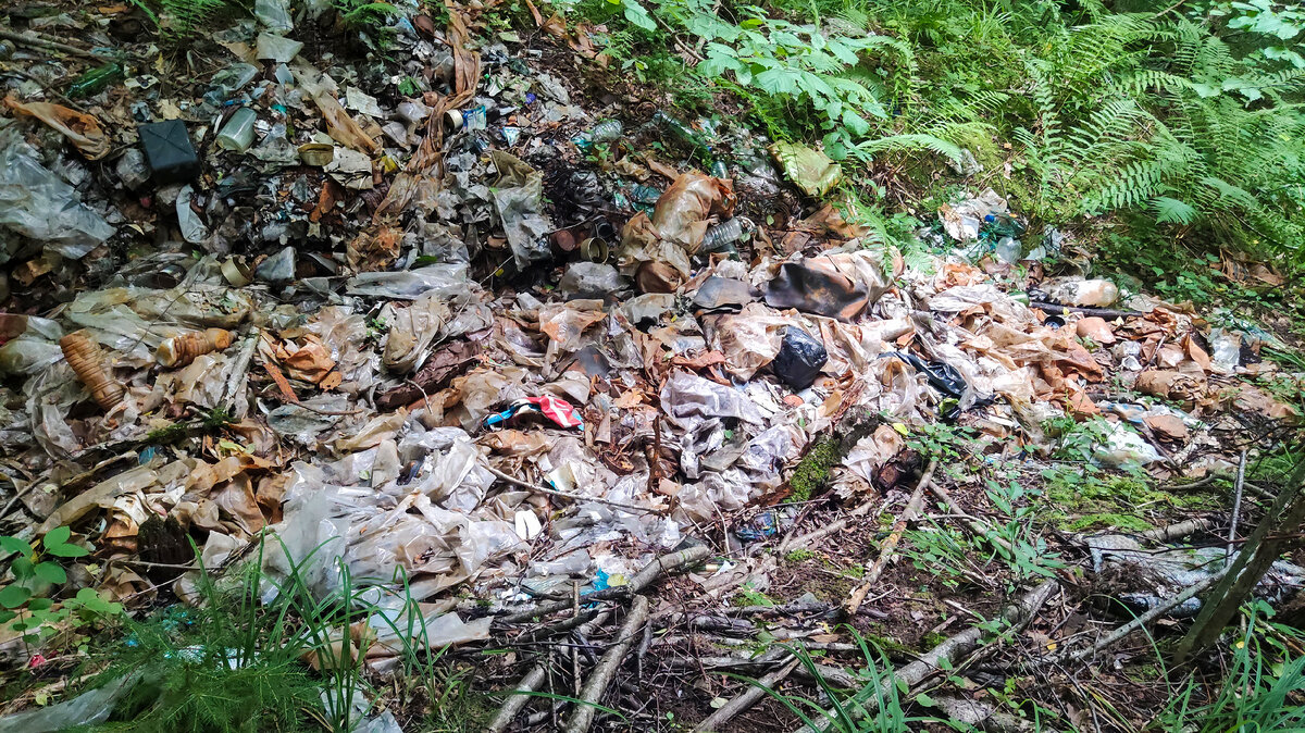 Свалка мусора в лесу 