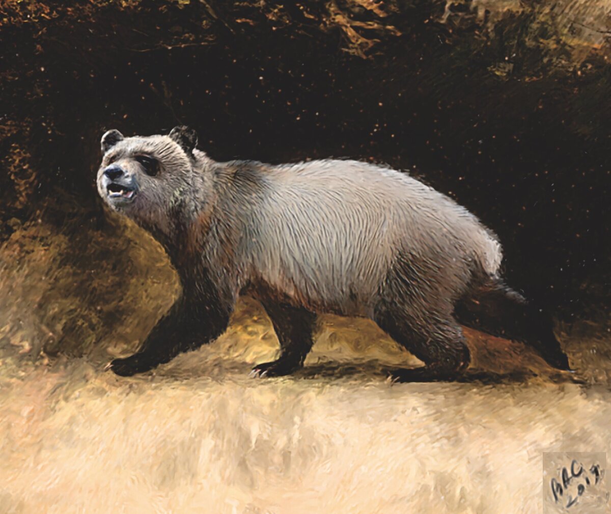 Agriarctos nikolovi