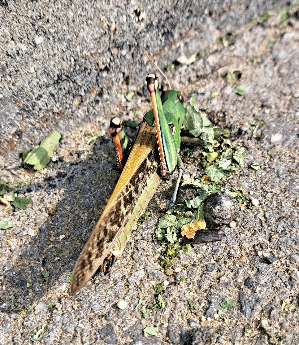 Саранча размером с два спичечных коробка вряд ли станет приятным ужином, скорее напугает