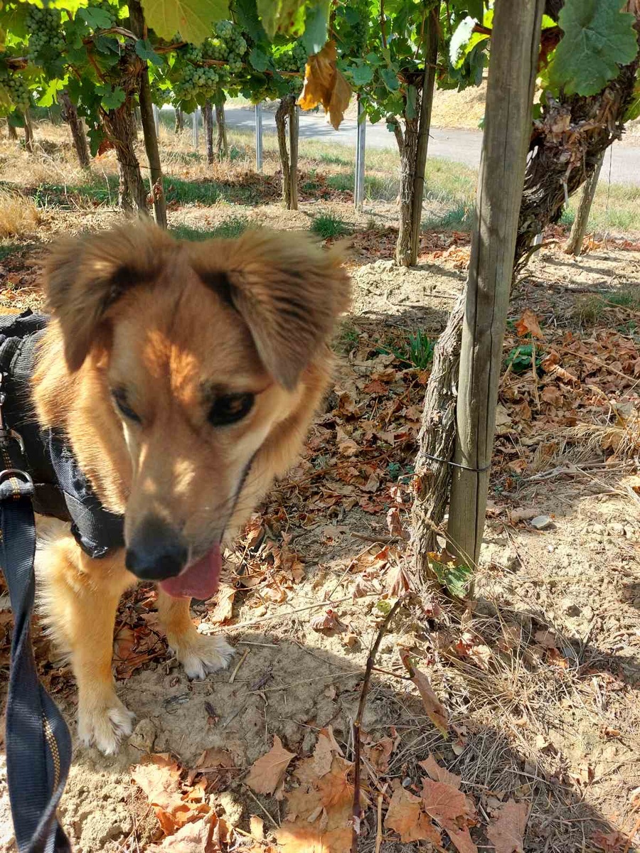 Лисёнка - Мама, в Германии, свежее фото в винограднике 