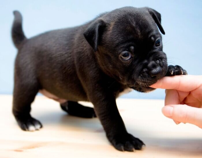 Как отучить щенка грызть все подряд