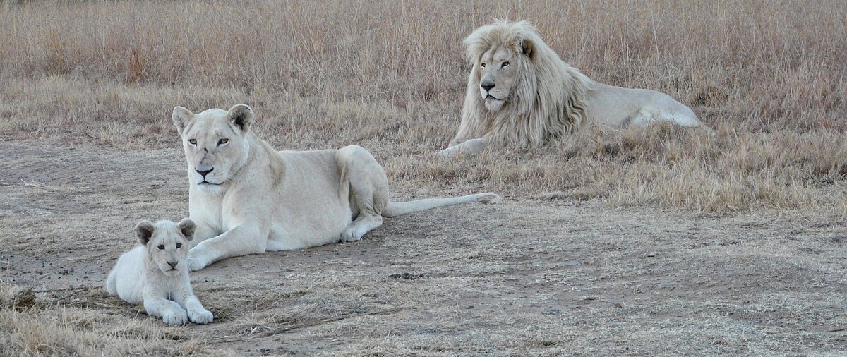 White lion Mufasa locked in bizarre custody battle, fears animal could be sold t